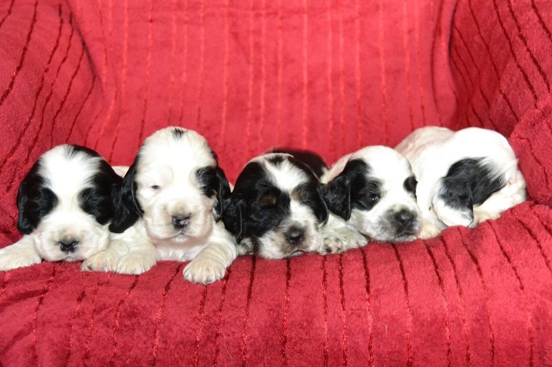 6Qaja, Quentin, Queisi, Quendy, Qwina.JPG